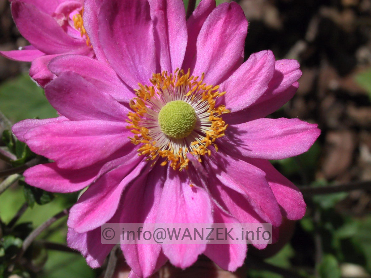 Anemone japonica Pamina - Macro.jpg